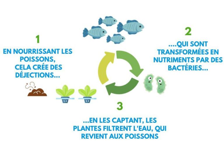Illustration du fonctionnement de la ferme aquaponique urbaine Symbi0se