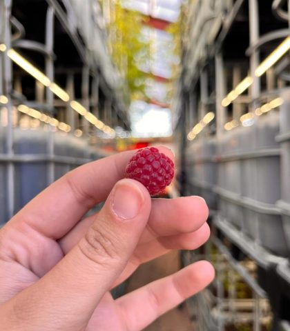 Photo des fruits produits à la ferme aquaponique urbaine symbi0se au havre