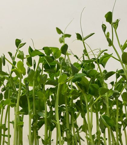 Photo des micropousses produites à la ferme aquaponique urbaine symbi0se au havre